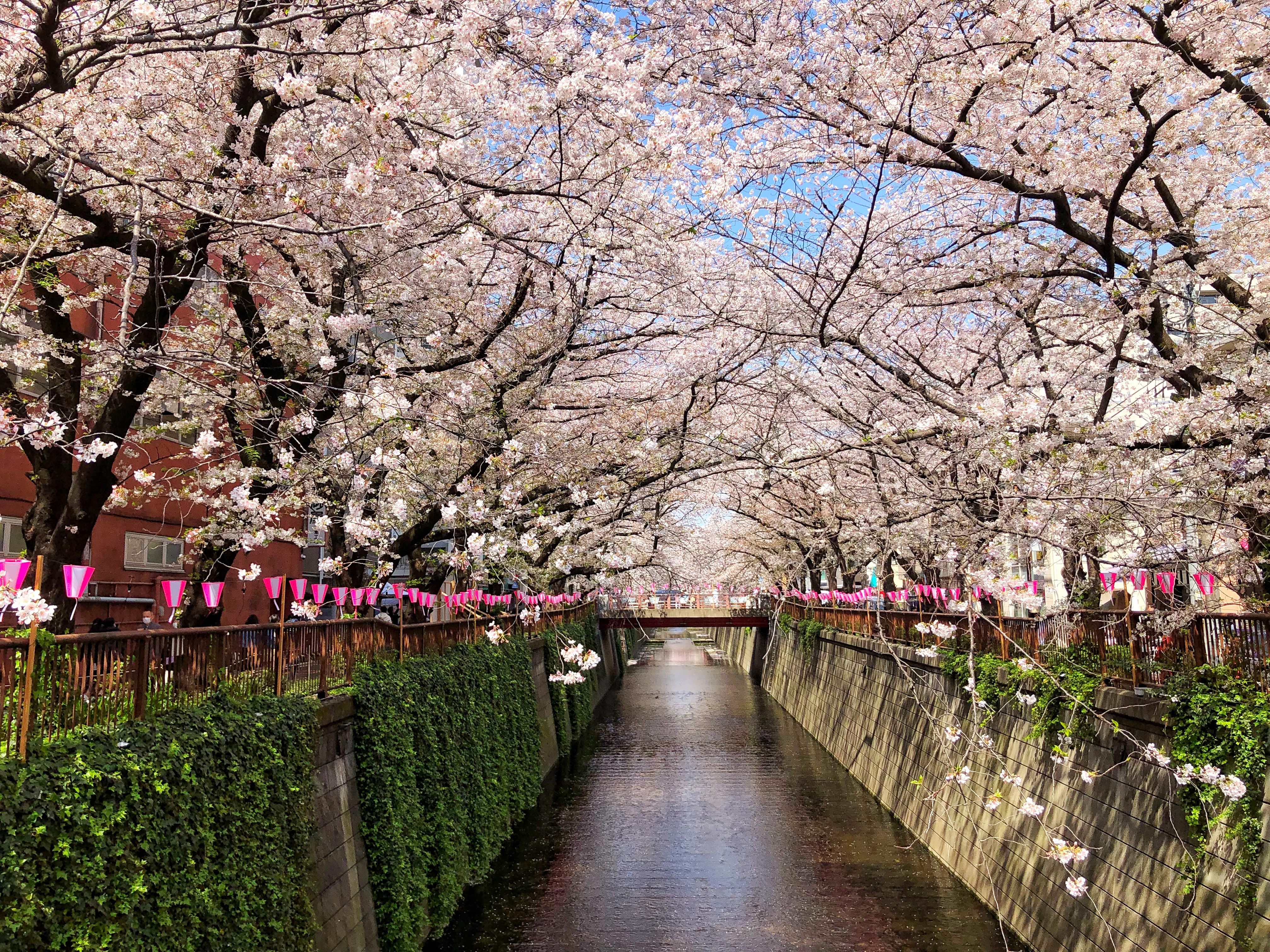 Meguro river with sakura flower trees in bloom