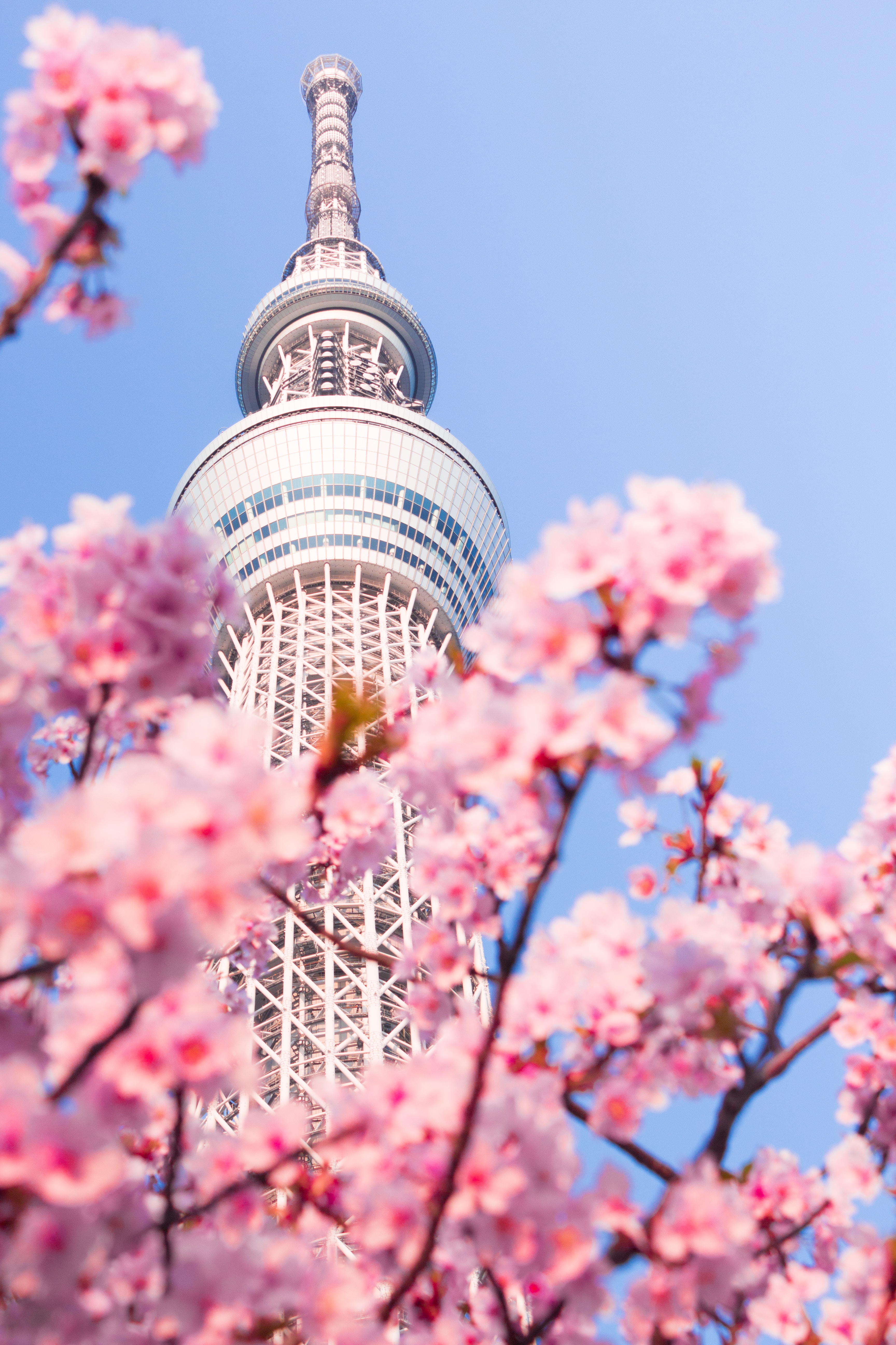 Tokyo tower with sakura flowers